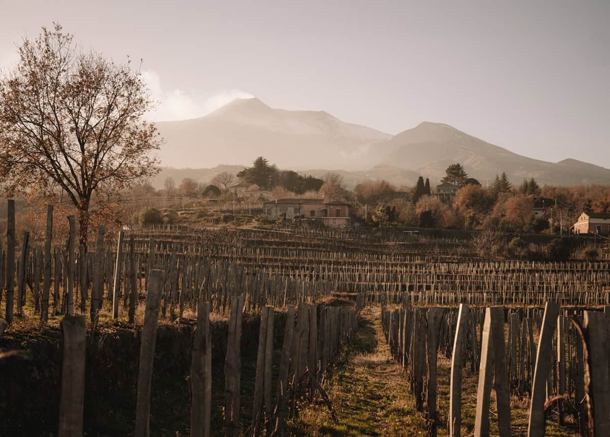 La cantina emergente che ha fatto dei vini bianchi sotto il vulcano la sua forza