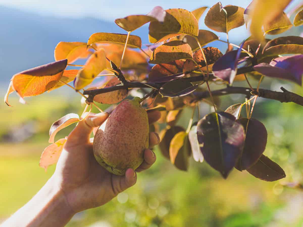 La nuova vita del sidro, antico "vino" di montagna, che grazie al clima estremo spinge l