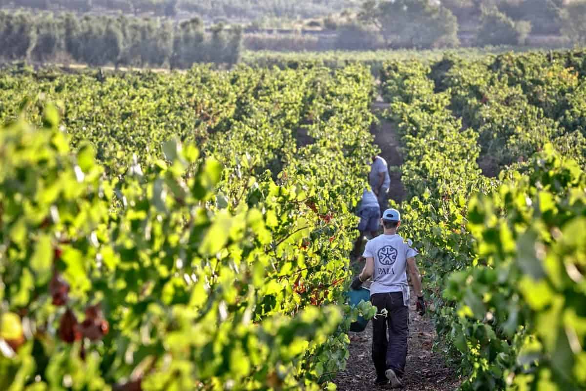 Rivoluzione in Sardegna: Pala cede stabilimento, vigneti e marchi alla toscana Tolaini