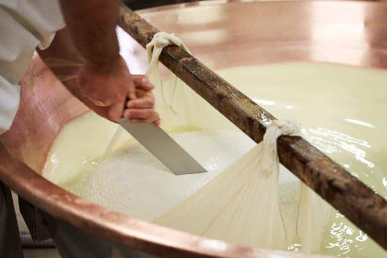 Taglio in due della cagliata di parmigiano reggiano