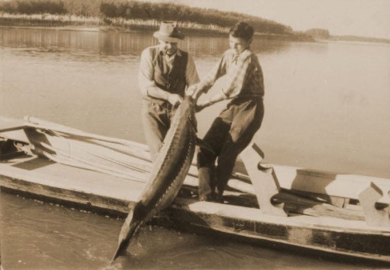 Pesca dello storione Acipenser naccarii nel fiume Po