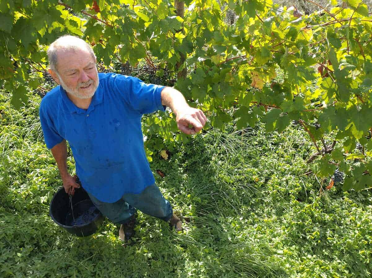 “Cari enologi, basta con gli attacchi al vino naturale. Provate a farlo voi”. Il vignaiolo Piero Riccardi lancia la sfida al mondo convenzionale