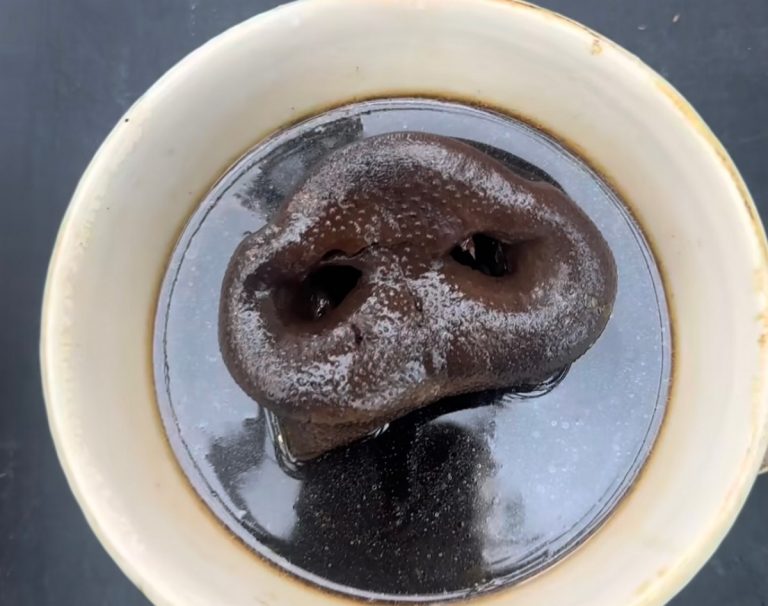 naso di cinghiale in cocotte - piatto di René Redzepi|Un apertura