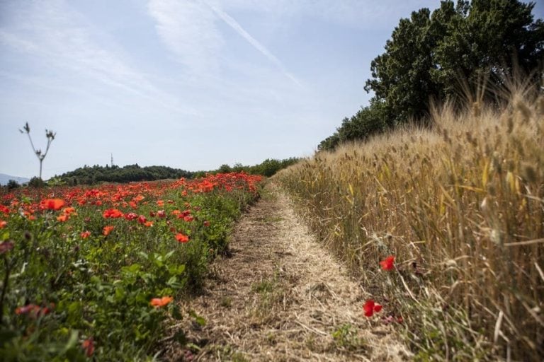 Campo di grano e papaveri|grano|