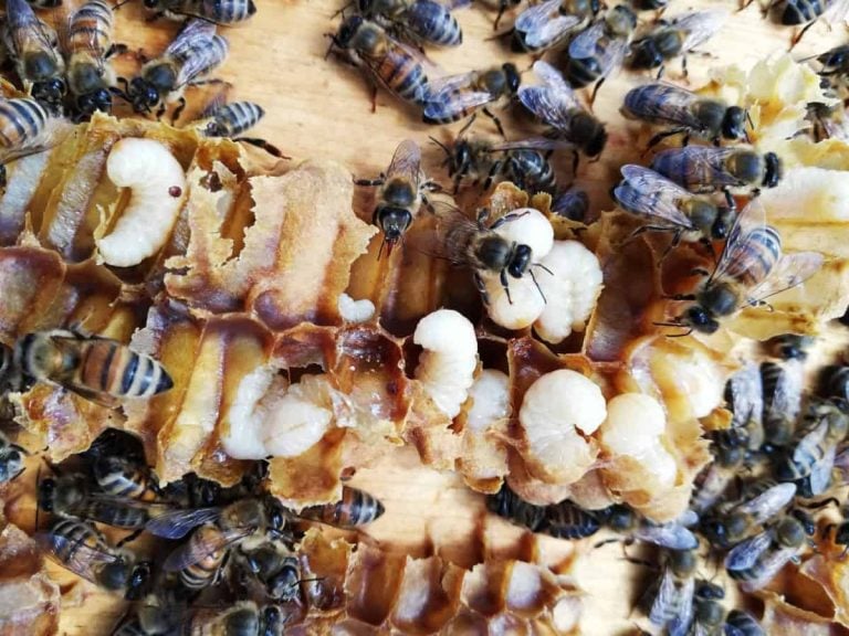 Foto di Andrea Romano - Concorso fotografico organizzato da Osservatorio Nazionale Miele|Foto da Concorso fotografico organizzato da Osservatorio Nazionale Miele|Rododendro italiano - foto di Daniela Falco - Concorso fotografico organizzato da Osservatorio Nazionale Miele|Rododendro - foto di Daniela Falco - Concorso fotografico organizzato da Osservatorio Nazionale Miele