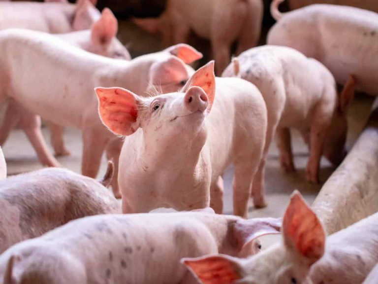 |Il prototipo di maiale in coltura cresciuto su un'impalcatura di proteine di sorgo rosso (a sinistra) appare simile alla carne di maiale vera (a destra)|
