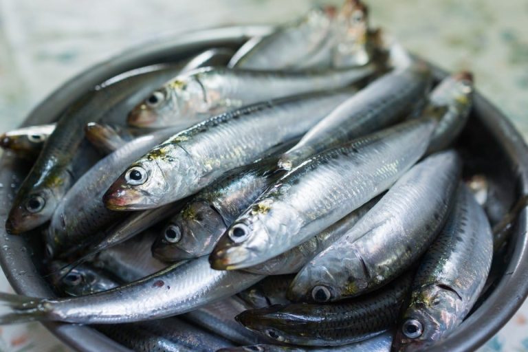 Sardine: ricette e caratteristiche|sardine|pasta spaghetti con le sardine|sardine - Sarde in saor Sardèe in saór ??????????? ????????? Cucina veneziana Venesiya m?tb?xi Cuisine of Veneto Cuxina veneta Cucina italiana Venetian recipe Pêjgeha îtalî ??????????? ????? Italienische Küche|sardine Mercato Ittico di rialto