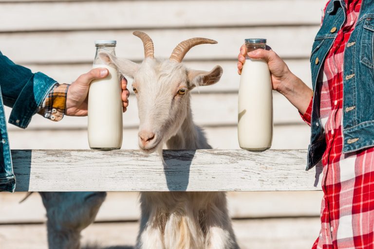 Latte di capra|Capra|Mungitura della capra|Latte di capra|||capra||Latte