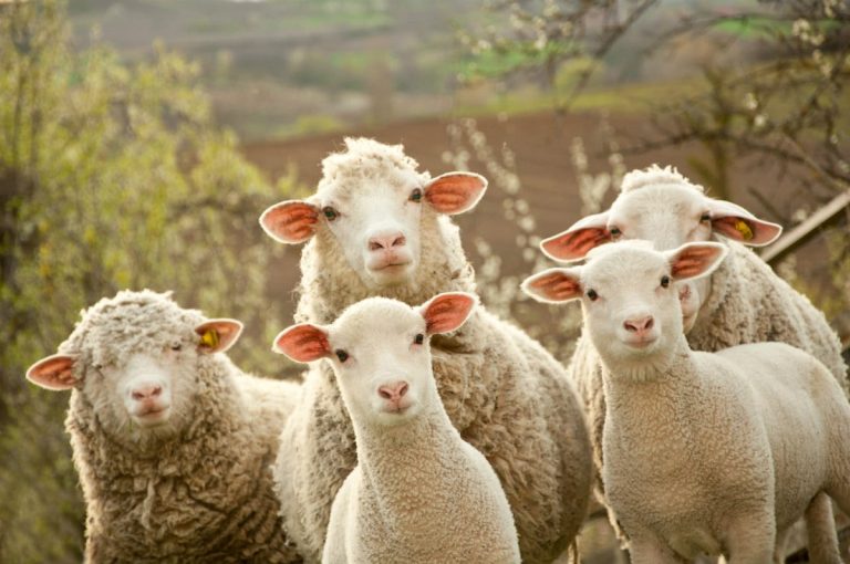 Pecore e agnelli|Ecco perché non dovete mangiare l’agnello a Pasqua|Ecco perché non dovete mangiare l’agnello a Pasqua|Ecco perché non dovete mangiare l’agnello a Pasqua|Ecco perché non dovete mangiare l’agnello a Pasqua