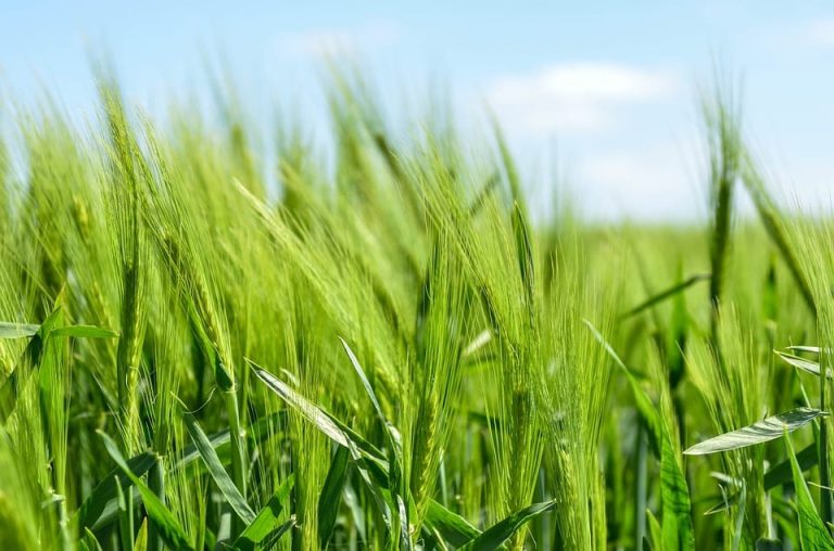spighe di grano