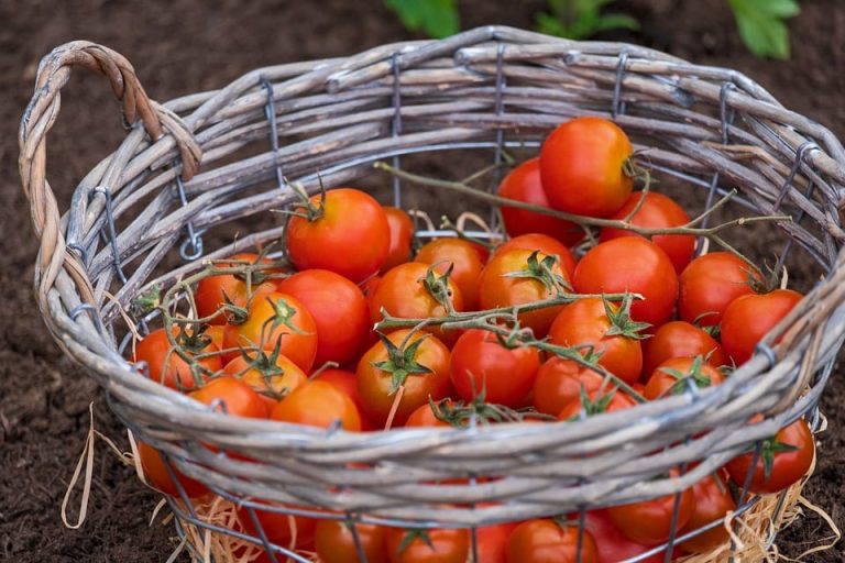 agricoltura bio intensiva|CASA|CASA|Deafal|Officina Walden|Agricoltura naturale|agricoltura naturale