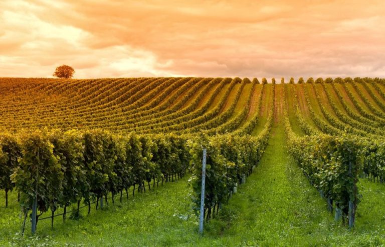 La vista su un vigneto|Frescobaldi_Gorgona_Lamberto Frescobaldi e detenuti