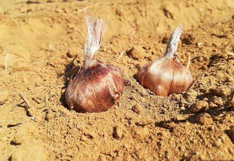 Due bulbi di zafferano in Calabria da Zafferano del Re||||Stimmi di zafferano del Re