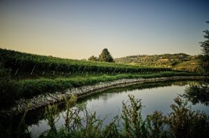 Vigneto Verdicchio|Verdicchio Jesi - il territorio|Verdicchio Jesi - le vigne|Verdicchio Jesi - Vigneto Verdicchio|Verdicchio Jesi - Vigneto Verdicchio
