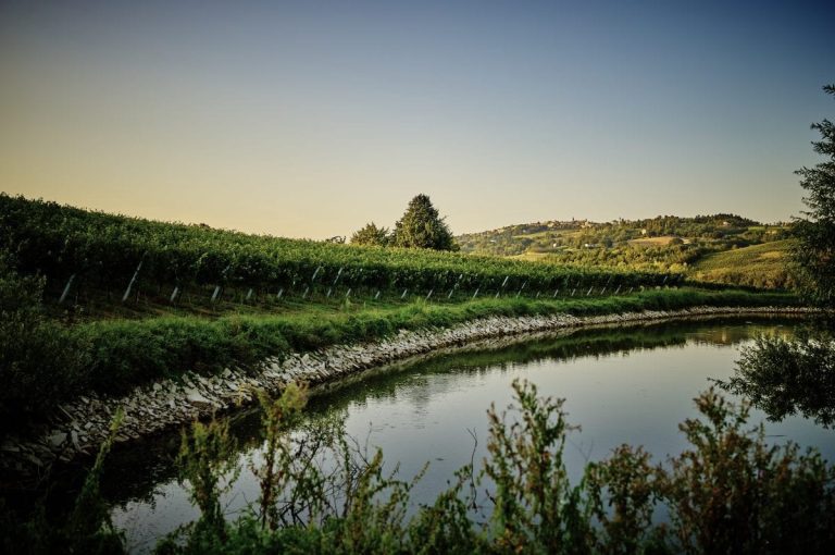 Vigneto Verdicchio|Verdicchio Jesi - il territorio|Verdicchio Jesi - le vigne|Verdicchio Jesi - Vigneto Verdicchio|Verdicchio Jesi - Vigneto Verdicchio