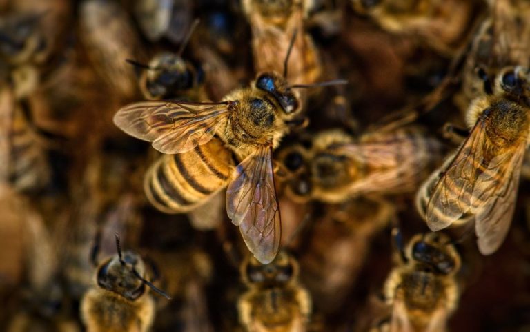 |Bee Safe|Bee Safe|Bee Safe|Miele