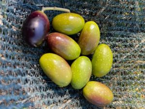 Le olive "aulivello"|Olivi alle Terre di Molinara