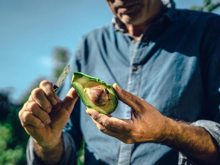 |cassetta-avocado di Passo Ladro|avocado|