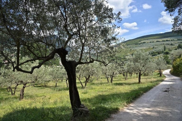 Fascia olivata Assisi Spoleto Belfiore|CULT – Per una nuova civiltà dell’olio|Fascia olivata Assisi Spoleto Trevi|Fascia olivata Assisi Spoleto Castello di Poreta|Fascia olivata Assisi Spoleto Bosco di San Francesco (Assisi)|Fascia olivata Assisi Spoleto Abbazia di Sassovivo