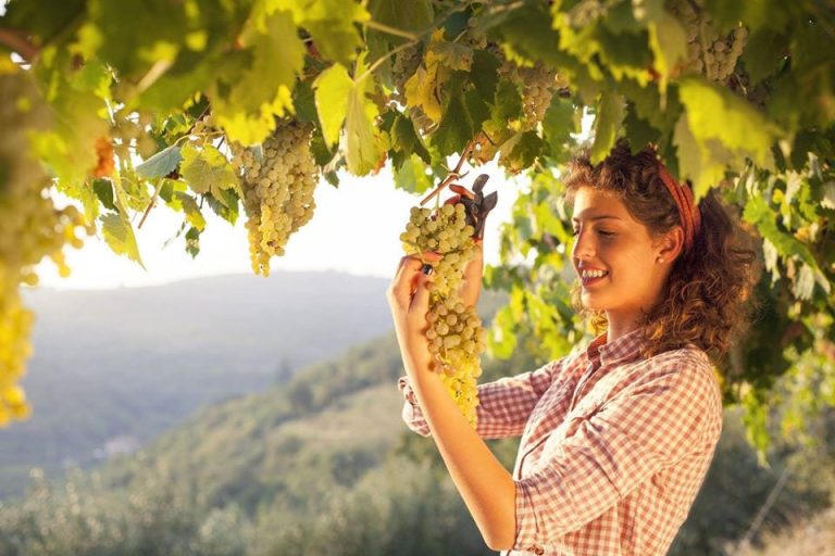 Un giovane ragazza in vigna