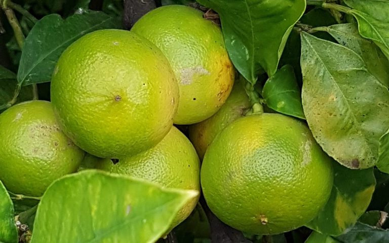Bergamotti sulla pianta|Bergamote de Nancy|Scatole di bergamotes de Nancy