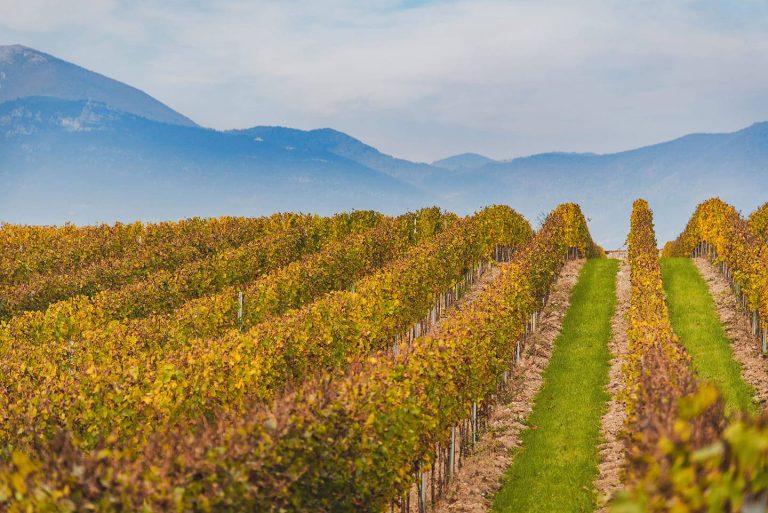 Le vigne di Berlucchi|La cantina di Berlucchi|La famiglia Ziliani|Franciacorta Palazzo Lana|Arturo Ziliani|Vista del Castello dalle vigne Berlucchi|berlucchi-palazzolana