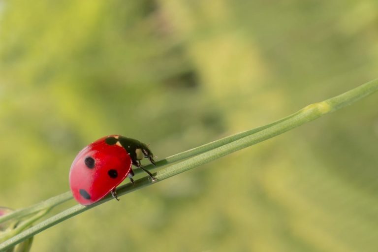 Biologico - coccinella - Foto di Michael Schwarzenberger da Pixabay|Superficie bio Italia 2019 – prime 5 colture|Biologico - acini verdi - Foto di flockine da Pixabay|Piero Pompili al-cambio-bologna|claudio-liu-Iyo|trippa-milano-Diego Rossi e Pietro Caroli|zia restaurant. Antonio Ziantoni e Ida Proietti