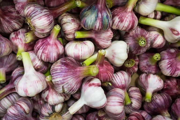 Aglio rosso di Sulmona|Albicocche||Due cassette di marasciuoli e cimamarelle|Guido Botticelli e la signora Rosina|La raccolta a Sciacca|Fiori d'arancio||Pere misso della Lessinia|Carciofi di Sant'Erasmo in cariola||guido_botticelli