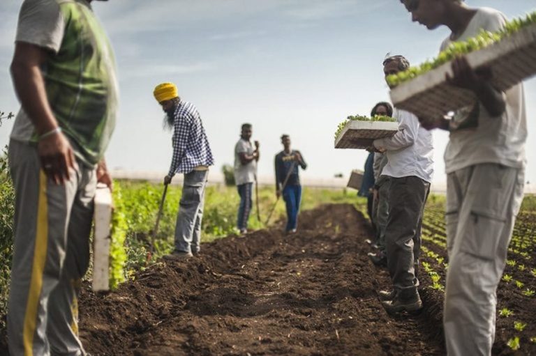 Braccianti al lavoro nei campi|Un uomo raccoglie pomodori|Una donna raccoglie fragole