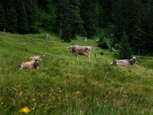 Scopri l'area del Bregenzerwald