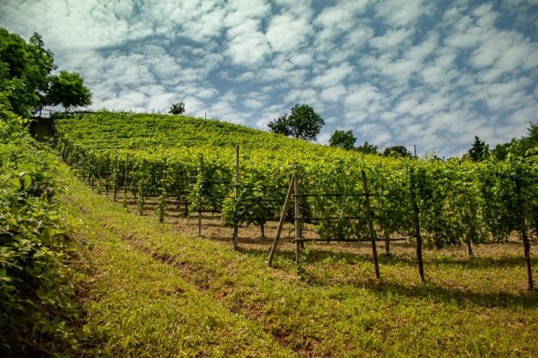 Vigneti Buttafuoco|Salame di Varzi|Pinot Nero|Metodo classico Oltrepò Pavese|Buttafuoco Territorio Oltrepò Pavese|Buttafuoco Vigneto|Borghi dell'Oltrepò Pavese
