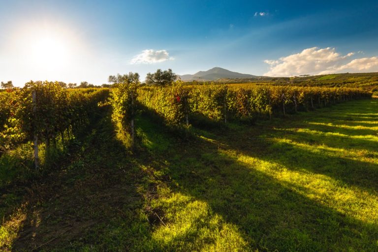 Aglianico del Vulture - Cantine del notaio