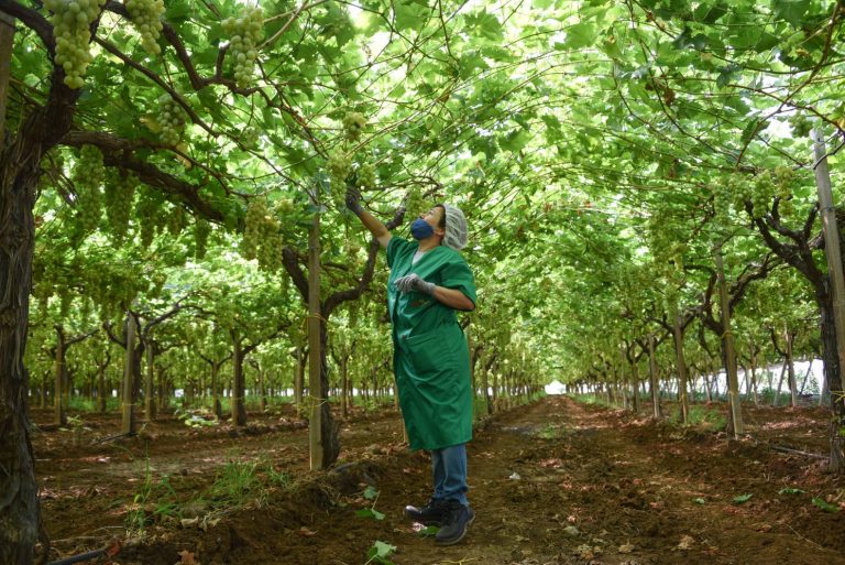 Una bracciante agricola raccoglie l'uva a Ginosa|Le braccianti protagoniste del progetto donne contro i caporali|Yvan Sagnet