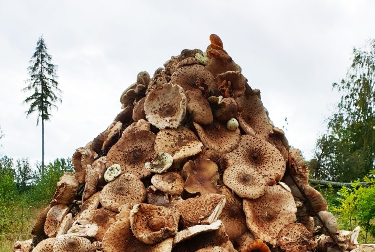 Leggi la storia della capanna di funghi in Svezia|Leggi la storia della capanna di funghi in Svezia|Leggi la storia della capanna di funghi in Svezia|Leggi la storia della capanna di funghi in Svezia
