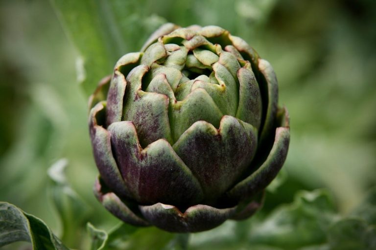 carciofi|Carciofi Pennestri Marzo 21-6|Sformatino di gambi di carciofo
