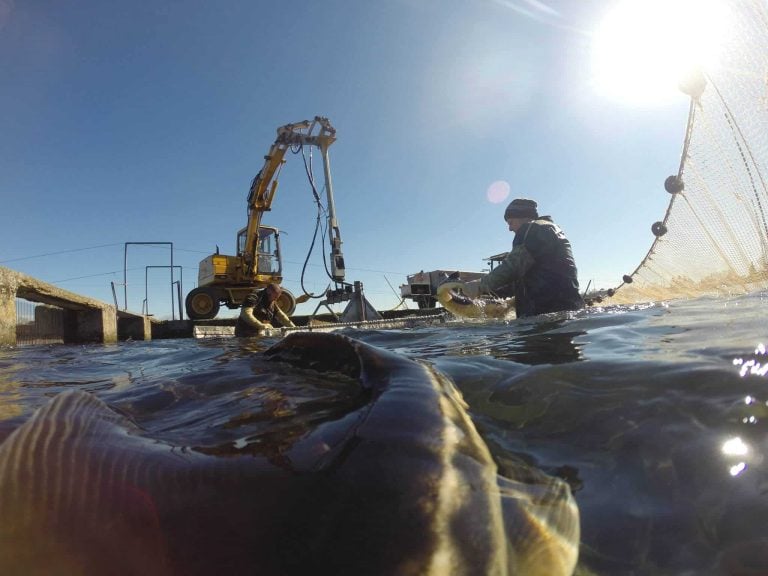 ||Storione dell'Adriatico (Acipenser naccarii) di 4 mesi - Storione Ticino||||Caviale sulla pizza - foto di Modestino Tozzi2||||Caviale Oscietra - Ars Italica||Ricci di mare e caviale - foto di Modestino Tozzi