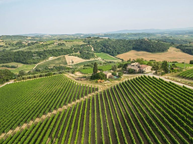 le vigne del Chianti