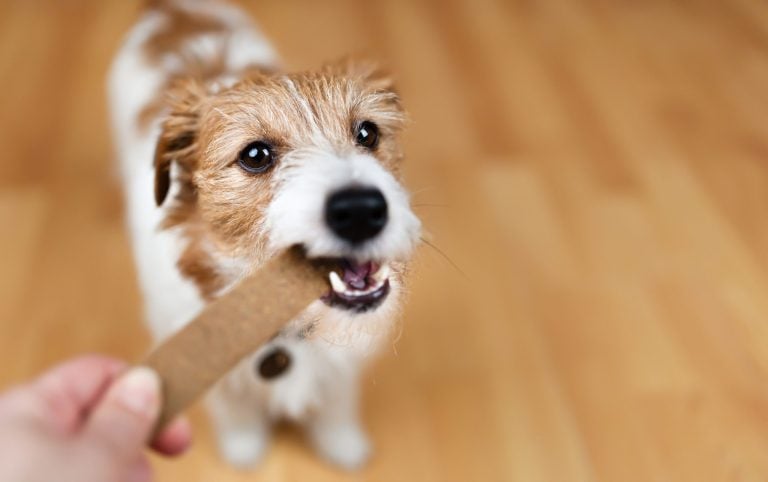 |per il tuo cane
