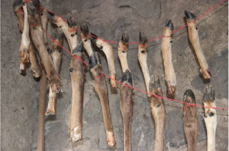 Ossa di daino usate per conservare cibo nel Paleolitico||