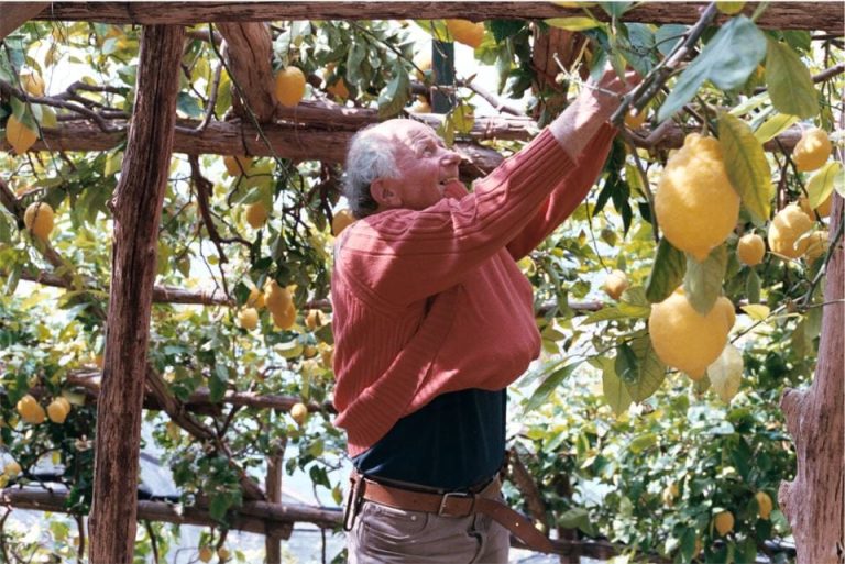 Raccolta dei limoni ad Amalfi|Raccolta dei limoni ad Amalfi|Limonaia sul lago di Garda|Raccolta dei fiori d'arancio in Liguria|preparazione degli scialatielli al limone ad Amalfi