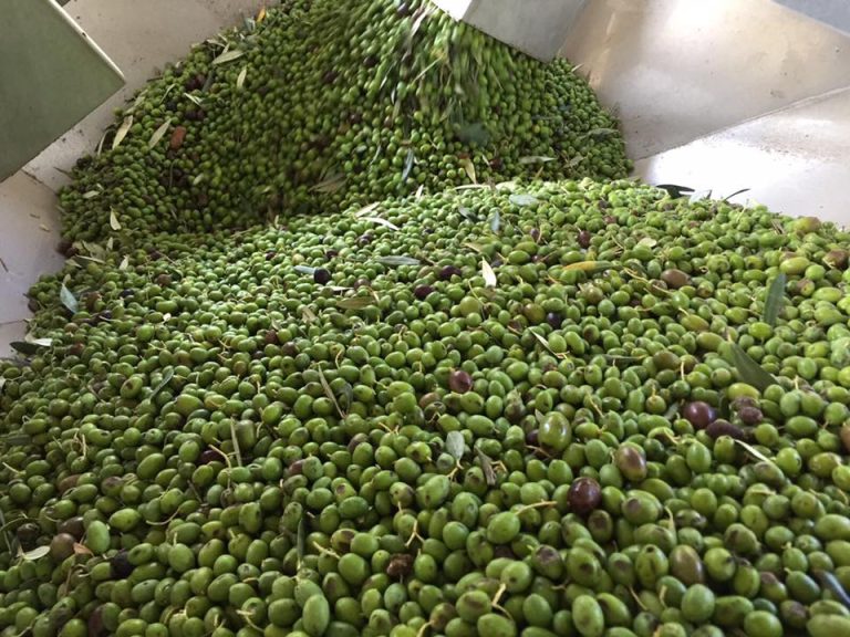 Olive in frantoio|Tabella sull'olivicoltura nel mondo