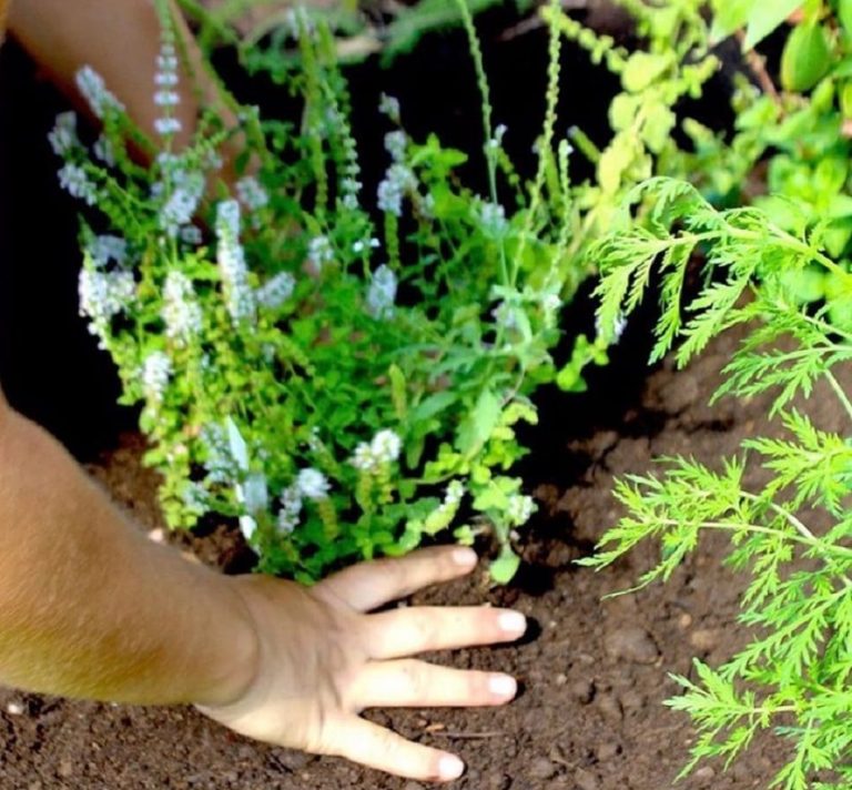 Piantumazione di una pianta aromatica|bambini al lavoro per le strade di Colonia per piantare ortaggi|Visita didattica all'orto|La mappa illustrata della Colonia commestibile|Banco di ortaggi a offerta libera