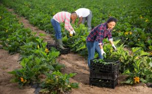 Contadini lavorano alla raccolta delle zucchine|Raccolta delle patate