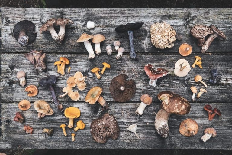 Funghi. Foto di Alex Moling tratta dal libro Cook the mountain|Un piatto di funghi del St. Hubertus. Foto di Alex Moling tratta dal libro Cook the Mountain