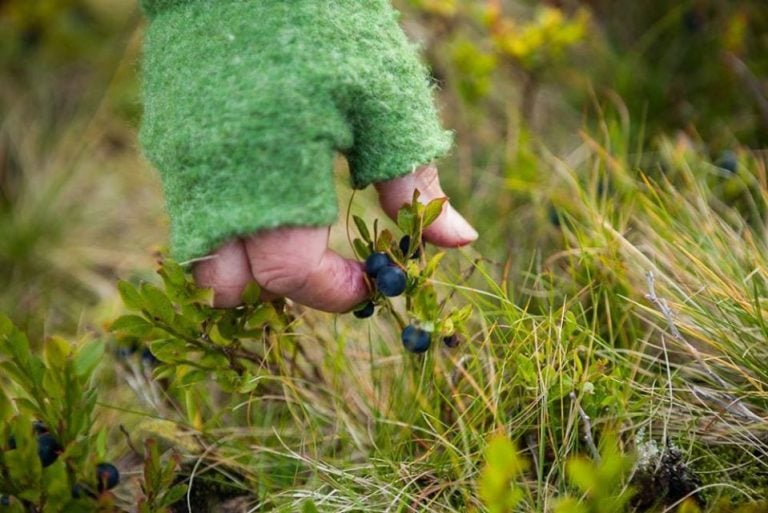 Raccolta di mirtilli spontanei con mano che indossa un guanto spuntato||Uscita per foraging nei prati con Vil Mad a Copenhagen|