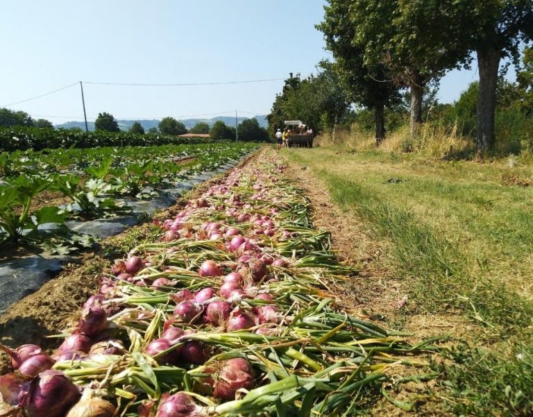 Campo con cipolle appena raccolte|Peperoni appena raccolti|Raccolta in campo da Arvaia|Cassette di ortaggi e cereali da Arvaia|L'orto di OrtoMangione||Cassetta di ortaggi|Carote appena raccolte