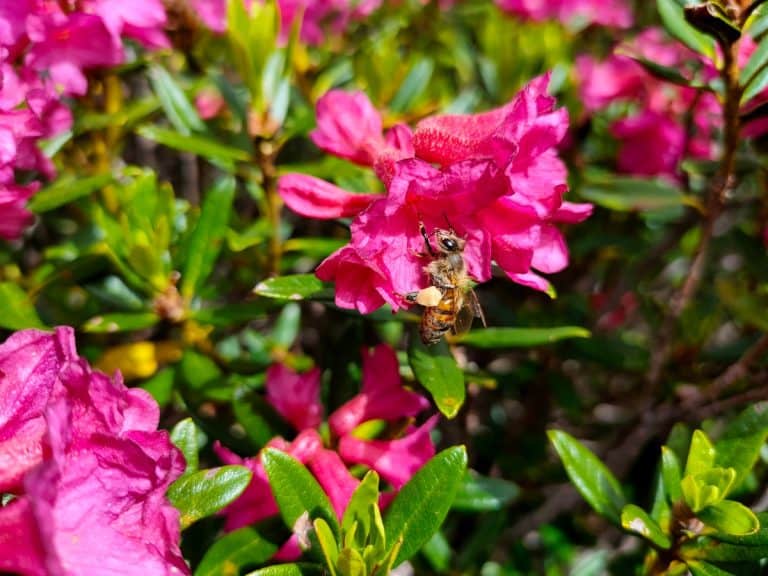 Rododendro italiano - foto di Daniela Falco - Concorso fotografico organizzato da Osservatorio Nazionale Miele