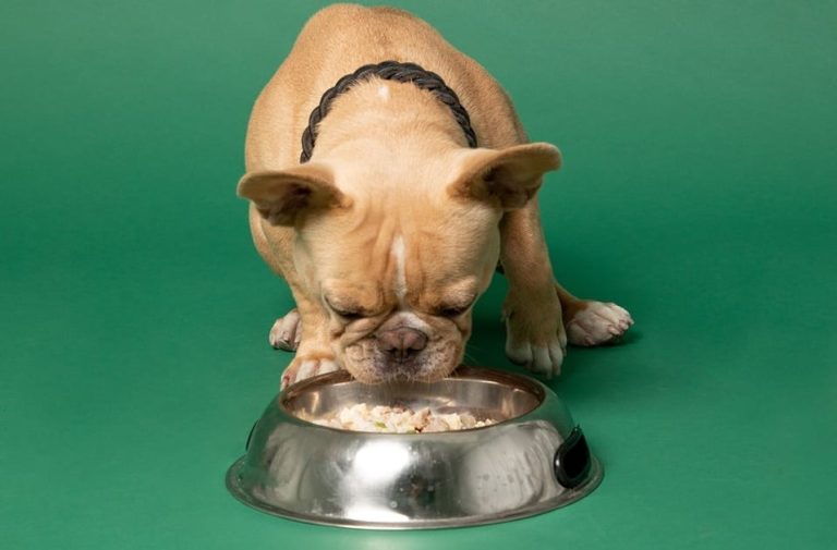 Un cane Carlino mangia cibo sano dalla ciotola|Una monoporzionesottovuoto di cibo per cani a base di carne