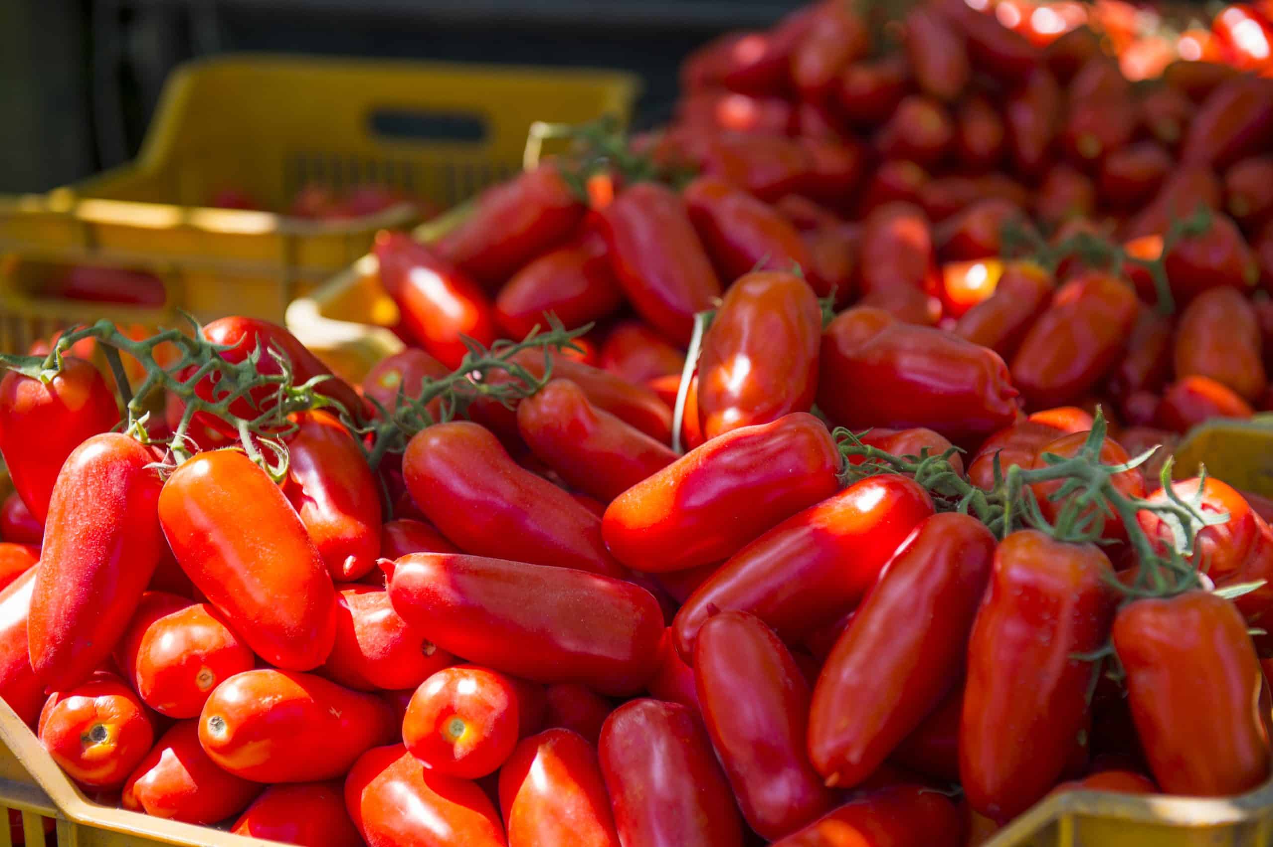 Lo straordinario pomodoro sopravvissuto all