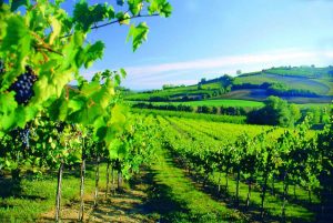 |Parmigiano su tagliere|||